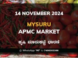 Mysuru APMC Agriculture Market Daily Price Report ಮೈಸೂರು ಕೃಷಿ ಮಾರುಕಟ್ಟೆ ಧಾರಣೆ