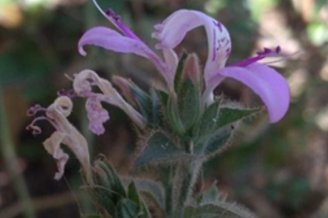 New Fire Resistant Plant Species Discovered in Western Ghats