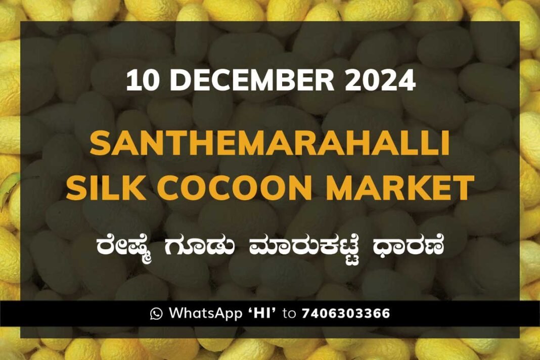 Silk Santhemarahalli Santemarahalli Government Cocoon Market ಸಂತೇಮರಹಳ್ಳಿ ರೇಷ್ಮೆ ಗೂಡು ಮಾರುಕಟ್ಟೆ ಧಾರಣೆ