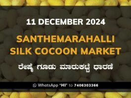 Silk Santhemarahalli Santemarahalli Government Cocoon Market ಸಂತೇಮರಹಳ್ಳಿ ರೇಷ್ಮೆ ಗೂಡು ಮಾರುಕಟ್ಟೆ ಧಾರಣೆ