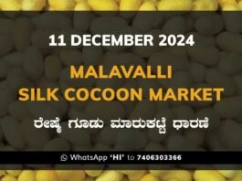 Malavalli Silk Cocoon Market Price Rate ಮಳವಳ್ಳಿ ರೇಷ್ಮೆ ಗೂಡು ಮಾರುಕಟ್ಟೆ ಧಾರಣೆ