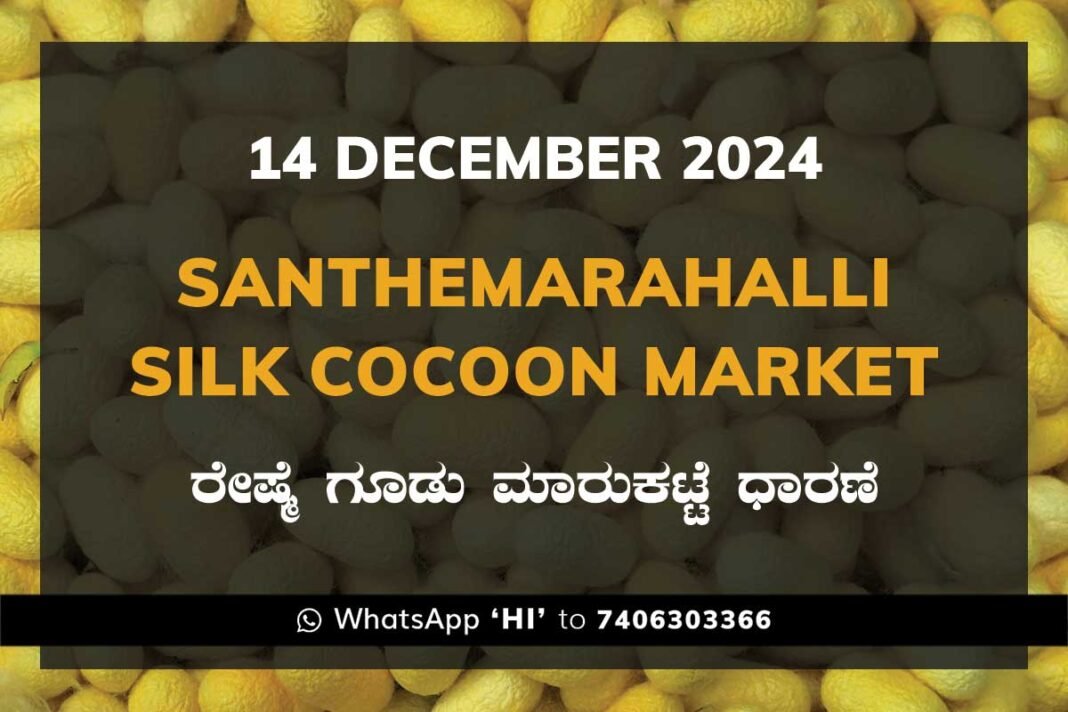 Silk Santhemarahalli Santemarahalli Government Cocoon Market ಸಂತೇಮರಹಳ್ಳಿ ರೇಷ್ಮೆ ಗೂಡು ಮಾರುಕಟ್ಟೆ ಧಾರಣೆ