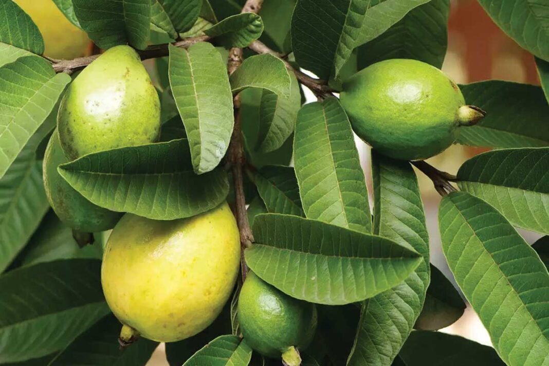 Guava leaves