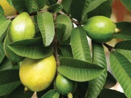 Guava leaves