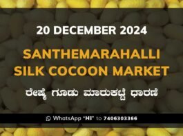 Silk Santhemarahalli Santemarahalli Government Cocoon Market ಸಂತೇಮರಹಳ್ಳಿ ರೇಷ್ಮೆ ಗೂಡು ಮಾರುಕಟ್ಟೆ ಧಾರಣೆ