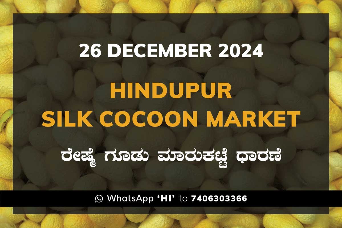 26Dec24Kk Hindupur Government Silk Cocoon Market Daily Rate Report ಹಿಂದೂಪುರ ರೇಷ್ಮೆ ಗೂಡು ಮಾರುಕಟ್ಟೆ ಧಾರಣೆ