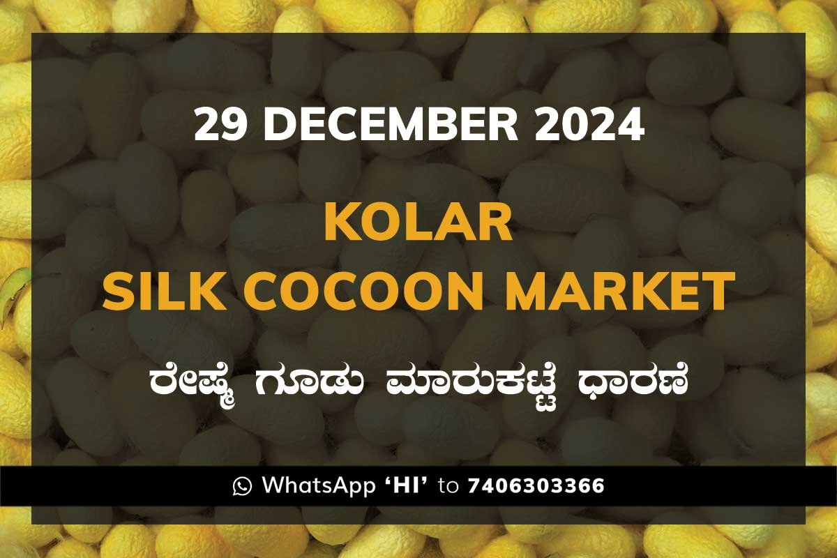 29Dec24Kf Kolar Silk Cocoon Market Price Rate ಕೋಲಾರ ರೇಷ್ಮೆ ಗೂಡು ಮಾರುಕಟ್ಟೆ ಧಾರಣೆ
