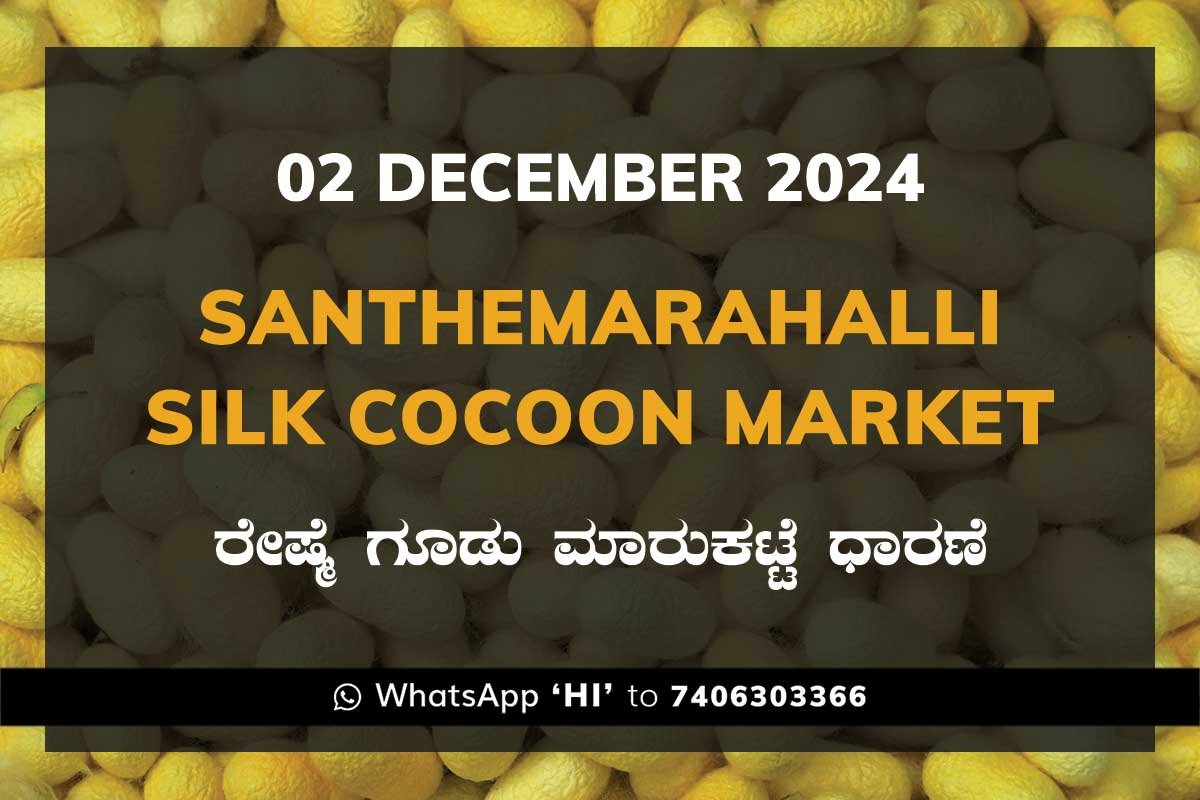 Silk Santhemarahalli Santemarahalli Government Cocoon Market ಸಂತೇಮರಹಳ್ಳಿ ರೇಷ್ಮೆ ಗೂಡು ಮಾರುಕಟ್ಟೆ ಧಾರಣೆ