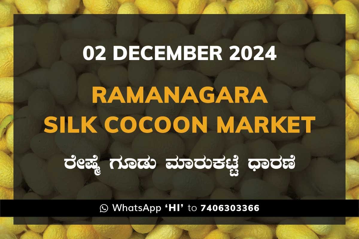 2Dec24Kj Ramanagara Silk Cocoon Market ರಾಮನಗರ ರೇಷ್ಮೆ ಗೂಡು ಮಾರುಕಟ್ಟೆ ಧಾರಣೆ