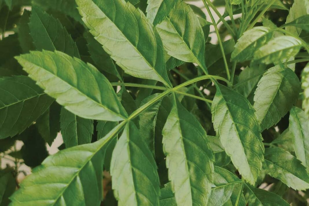 Neem Leaves