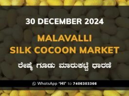 Malavalli Silk Cocoon Market Price Rate ಮಳವಳ್ಳಿ ರೇಷ್ಮೆ ಗೂಡು ಮಾರುಕಟ್ಟೆ ಧಾರಣೆ