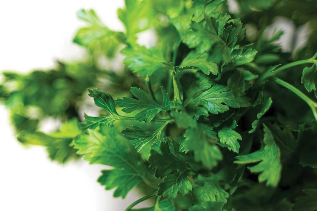 Coriander Leaves