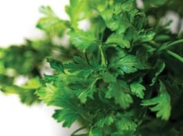 Coriander Leaves