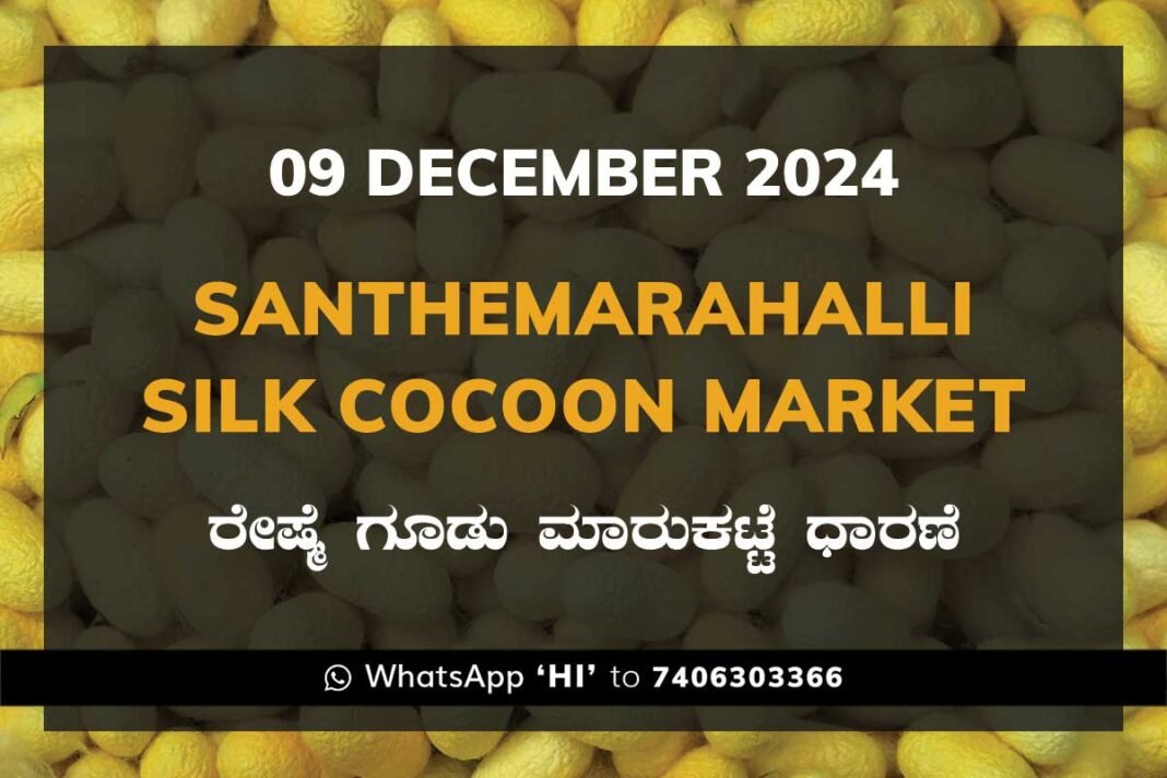 Silk Santhemarahalli Santemarahalli Government Cocoon Market ಸಂತೇಮರಹಳ್ಳಿ ರೇಷ್ಮೆ ಗೂಡು ಮಾರುಕಟ್ಟೆ ಧಾರಣೆ