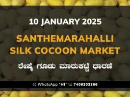 Silk Santhemarahalli Santemarahalli Government Cocoon Market ಸಂತೇಮರಹಳ್ಳಿ ರೇಷ್ಮೆ ಗೂಡು ಮಾರುಕಟ್ಟೆ ಧಾರಣೆ