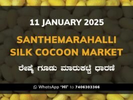 Silk Santhemarahalli Santemarahalli Government Cocoon Market ಸಂತೇಮರಹಳ್ಳಿ ರೇಷ್ಮೆ ಗೂಡು ಮಾರುಕಟ್ಟೆ ಧಾರಣೆ