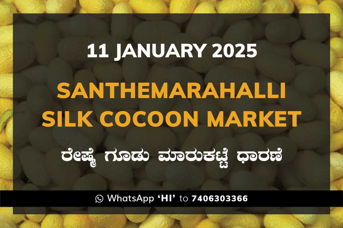 Silk Santhemarahalli Santemarahalli Government Cocoon Market ಸಂತೇಮರಹಳ್ಳಿ ರೇಷ್ಮೆ ಗೂಡು ಮಾರುಕಟ್ಟೆ ಧಾರಣೆ