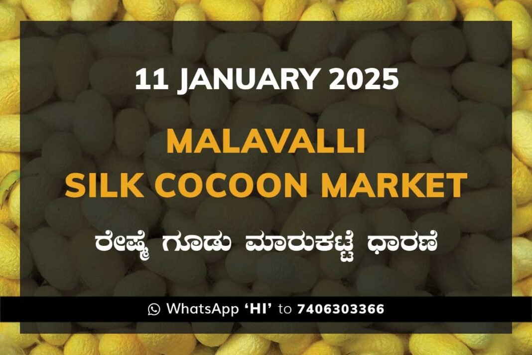 Malavalli Silk Cocoon Market Price Rate ಮಳವಳ್ಳಿ ರೇಷ್ಮೆ ಗೂಡು ಮಾರುಕಟ್ಟೆ ಧಾರಣೆ