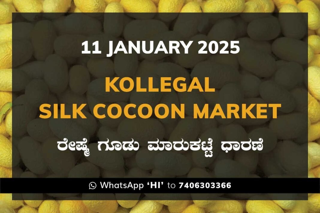 Kollegal Silk Cocoon Market Price Rate ಕೊಳ್ಳೇಗಾಲ ರೇಷ್ಮೆ ಗೂಡು ಮಾರುಕಟ್ಟೆ ಧಾರಣೆ