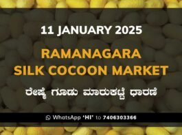 Ramanagara Silk Cocoon Market ರಾಮನಗರ ರೇಷ್ಮೆ ಗೂಡು ಮಾರುಕಟ್ಟೆ ಧಾರಣೆ