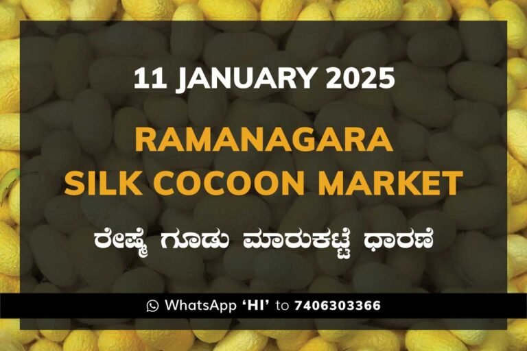 Ramanagara Silk Cocoon Market ರಾಮನಗರ ರೇಷ್ಮೆ ಗೂಡು ಮಾರುಕಟ್ಟೆ ಧಾರಣೆ