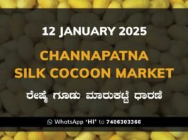 Channapatna Silk Cocoon Market Price Rate ಚನ್ನಪಟ್ಟಣ ರೇಷ್ಮೆ ಗೂಡು ಮಾರುಕಟ್ಟೆ ಧಾರಣೆ