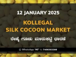 Kollegal Silk Cocoon Market Price Rate ಕೊಳ್ಳೇಗಾಲ ರೇಷ್ಮೆ ಗೂಡು ಮಾರುಕಟ್ಟೆ ಧಾರಣೆ