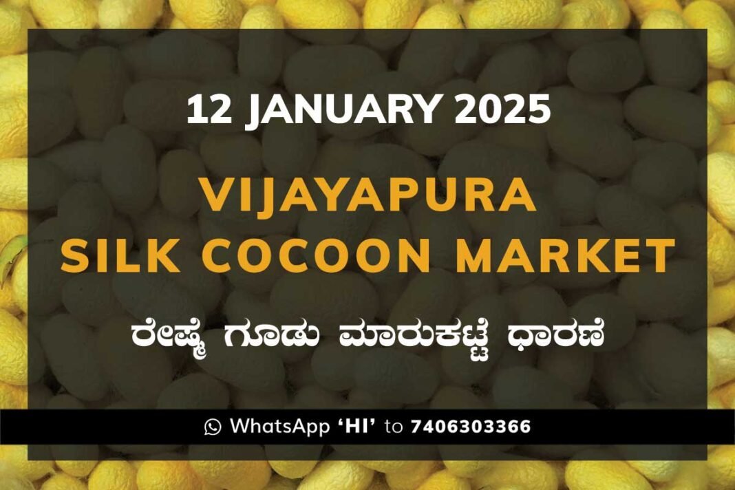 Vijayapura Government Silk Cocoon Market Daily Rate Report ವಿಜಯಪುರ ರೇಷ್ಮೆ ಗೂಡು ಮಾರುಕಟ್ಟೆ ಧಾರಣೆ