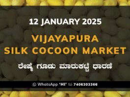 Vijayapura Government Silk Cocoon Market Daily Rate Report ವಿಜಯಪುರ ರೇಷ್ಮೆ ಗೂಡು ಮಾರುಕಟ್ಟೆ ಧಾರಣೆ