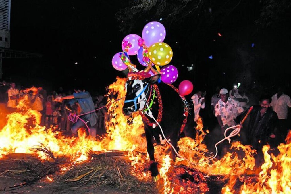 Sankranti 2024 Chiokkaballapur