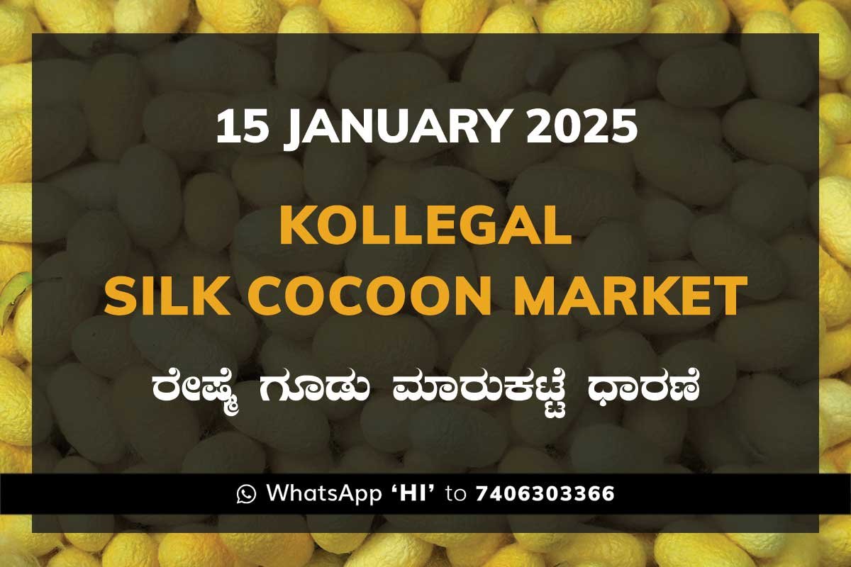 15JanKh Kollegal Silk Cocoon Market Price Rate ಕೊಳ್ಳೇಗಾಲ ರೇಷ್ಮೆ ಗೂಡು ಮಾರುಕಟ್ಟೆ ಧಾರಣೆ
