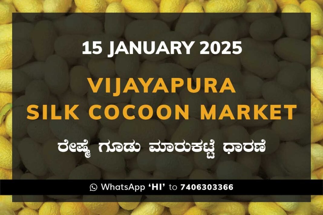 Vijayapura Government Silk Cocoon Market Daily Rate Report ವಿಜಯಪುರ ರೇಷ್ಮೆ ಗೂಡು ಮಾರುಕಟ್ಟೆ ಧಾರಣೆ