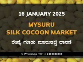 Mysuru Mysore Silk Cocoon Market Price Rate ಮೈಸೂರು ರೇಷ್ಮೆ ಗೂಡು ಮಾರುಕಟ್ಟೆ ಧಾರಣೆ