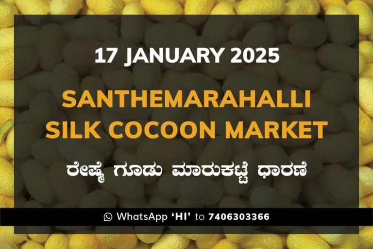 Silk Santhemarahalli Santemarahalli Government Cocoon Market ಸಂತೇಮರಹಳ್ಳಿ ರೇಷ್ಮೆ ಗೂಡು ಮಾರುಕಟ್ಟೆ ಧಾರಣೆ