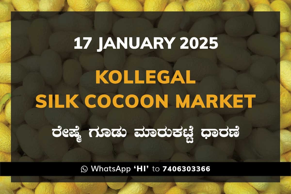 Kollegal Silk Cocoon Market Price Rate ಕೊಳ್ಳೇಗಾಲ ರೇಷ್ಮೆ ಗೂಡು ಮಾರುಕಟ್ಟೆ ಧಾರಣೆ