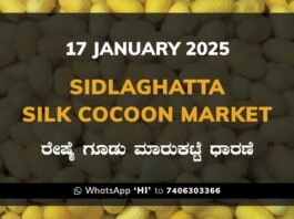 Sidlaghatta Silk Cocoon Market Price Rate ಶಿಡ್ಲಘಟ್ಟ ರೇಷ್ಮೆ ಗೂಡು ಮಾರುಕಟ್ಟೆ ಧಾರಣೆ