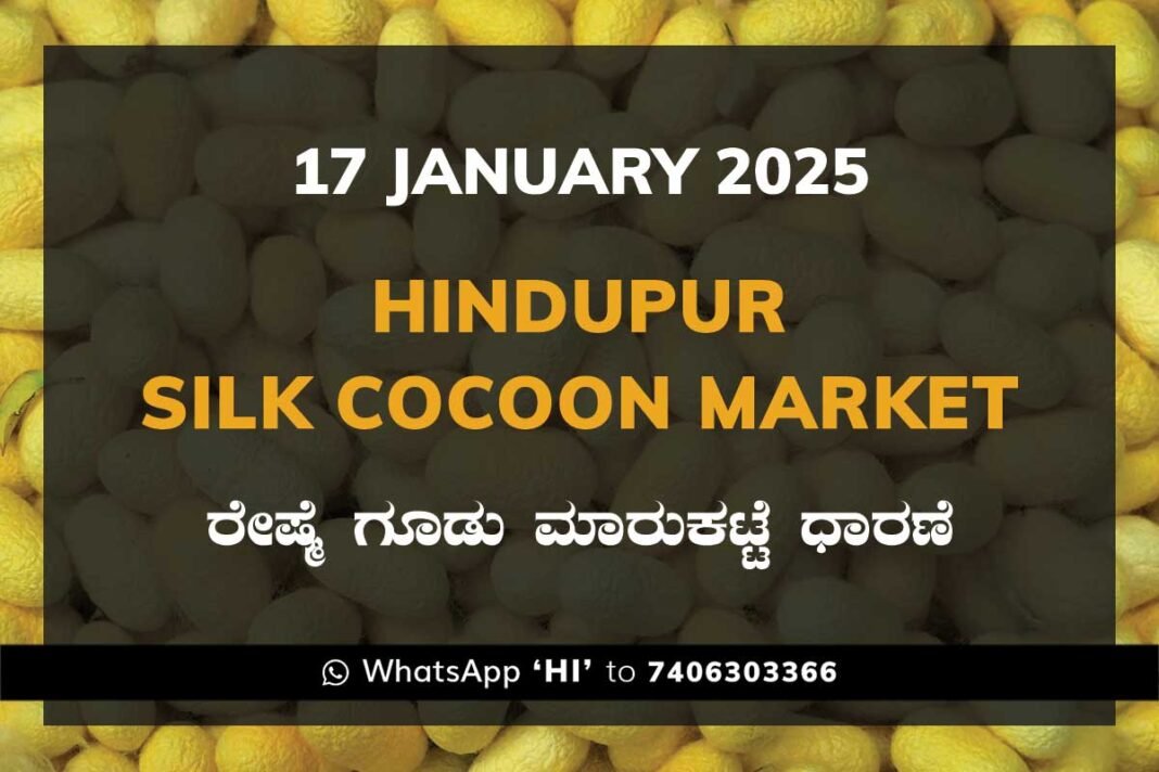 Hindupur Government Silk Cocoon Market Daily Rate Report ಹಿಂದೂಪುರ ರೇಷ್ಮೆ ಗೂಡು ಮಾರುಕಟ್ಟೆ ಧಾರಣೆ