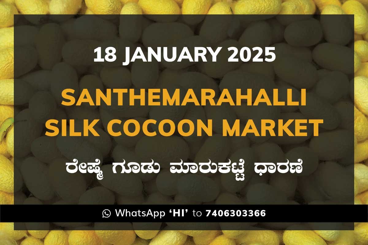 18JanKb Silk Santhemarahalli Santemarahalli Government Cocoon Market ಸಂತೇಮರಹಳ್ಳಿ ರೇಷ್ಮೆ ಗೂಡು ಮಾರುಕಟ್ಟೆ ಧಾರಣೆ