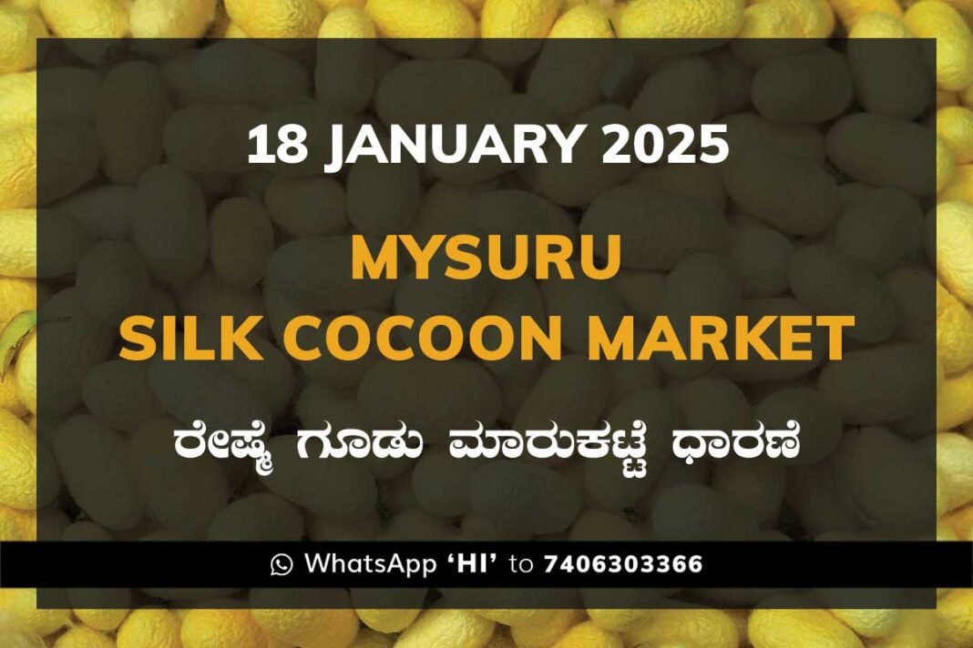 Mysuru Mysore Silk Cocoon Market Price Rate ಮೈಸೂರು ರೇಷ್ಮೆ ಗೂಡು ಮಾರುಕಟ್ಟೆ ಧಾರಣೆ