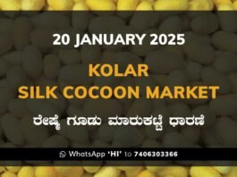 Kolar Silk Cocoon Market Price Rate ಕೋಲಾರ ರೇಷ್ಮೆ ಗೂಡು ಮಾರುಕಟ್ಟೆ ಧಾರಣೆ