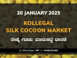 Kollegal Silk Cocoon Market Price Rate ಕೊಳ್ಳೇಗಾಲ ರೇಷ್ಮೆ ಗೂಡು ಮಾರುಕಟ್ಟೆ ಧಾರಣೆ