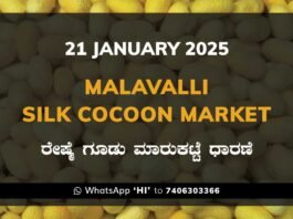 Malavalli Silk Cocoon Market Price Rate ಮಳವಳ್ಳಿ ರೇಷ್ಮೆ ಗೂಡು ಮಾರುಕಟ್ಟೆ ಧಾರಣೆ