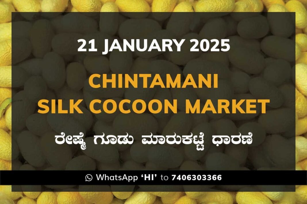 Chintamani Silk Cocoon Market ಚಿಂತಾಮಣಿ ರೇಷ್ಮೆ ಗೂಡು ಮಾರುಕಟ್ಟೆ ಧಾರಣೆ