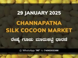 Channapatna Silk Cocoon Market Price Rate ಚನ್ನಪಟ್ಟಣ ರೇಷ್ಮೆ ಗೂಡು ಮಾರುಕಟ್ಟೆ ಧಾರಣೆ