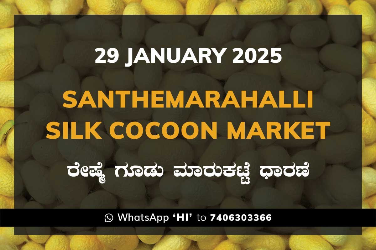 29JanKb Silk Santhemarahalli Santemarahalli Government Cocoon Market ಸಂತೇಮರಹಳ್ಳಿ ರೇಷ್ಮೆ ಗೂಡು ಮಾರುಕಟ್ಟೆ ಧಾರಣೆ