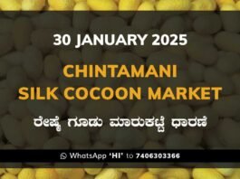 Chintamani Silk Cocoon Market ಚಿಂತಾಮಣಿ ರೇಷ್ಮೆ ಗೂಡು ಮಾರುಕಟ್ಟೆ ಧಾರಣೆ