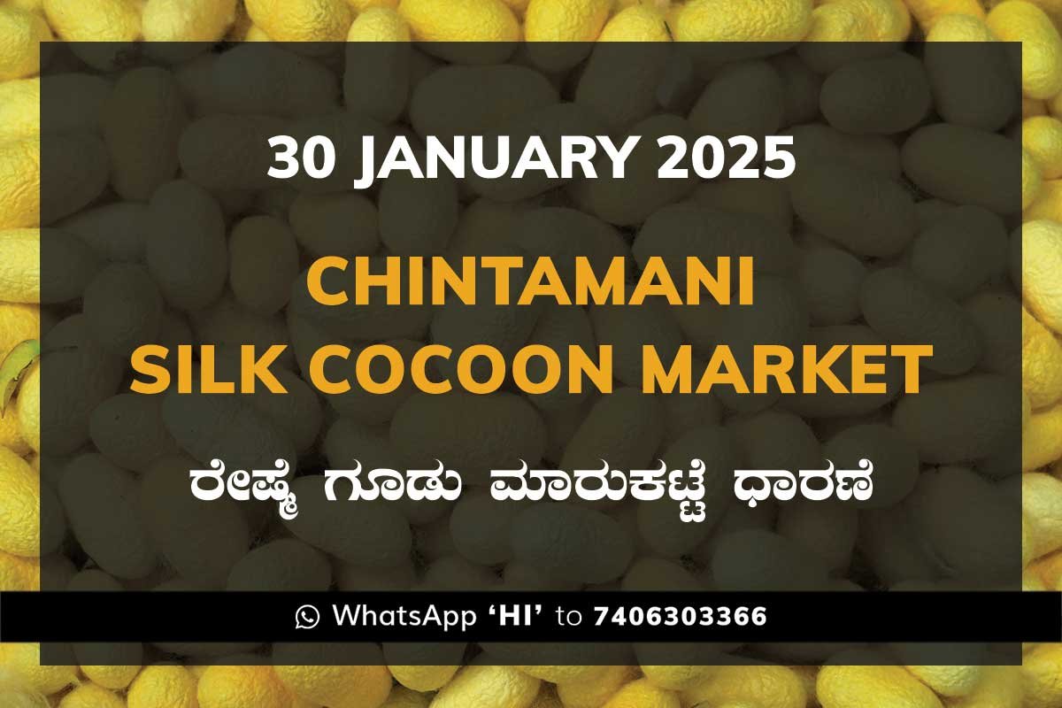 Chintamani Silk Cocoon Market ಚಿಂತಾಮಣಿ ರೇಷ್ಮೆ ಗೂಡು ಮಾರುಕಟ್ಟೆ ಧಾರಣೆ