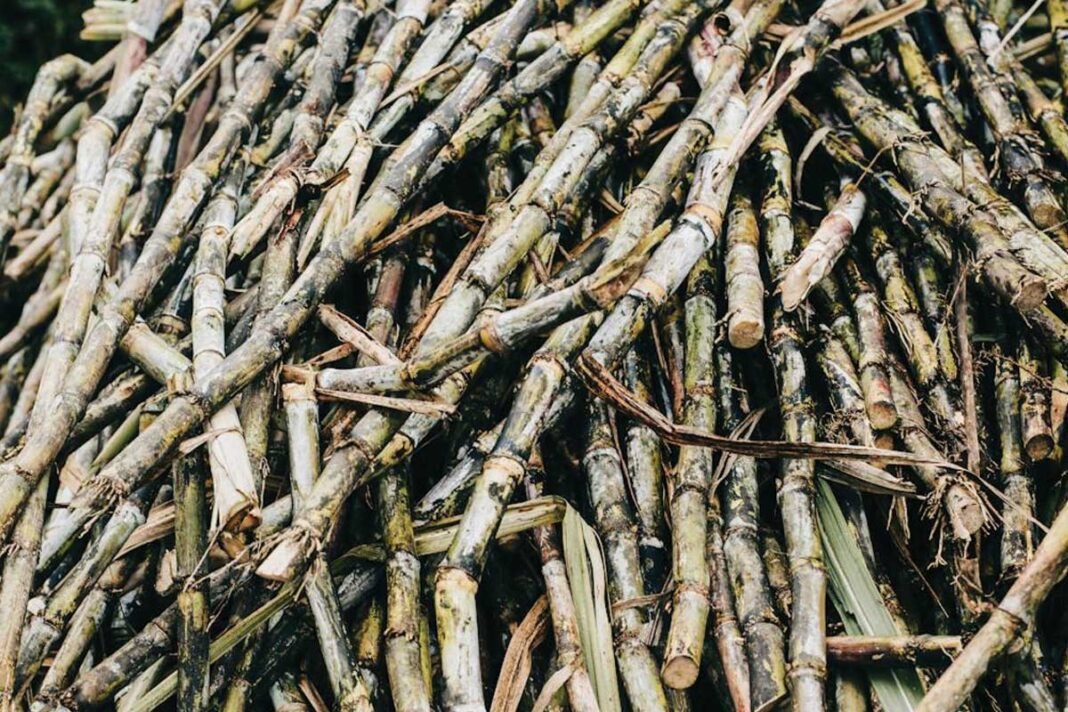 Sugarcane