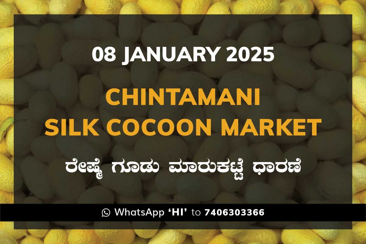 8JanKe Chintamani Silk Cocoon Market ಚಿಂತಾಮಣಿ ರೇಷ್ಮೆ ಗೂಡು ಮಾರುಕಟ್ಟೆ ಧಾರಣೆ