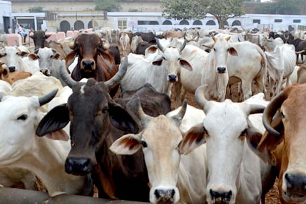 Cases of cow slaughter and violence